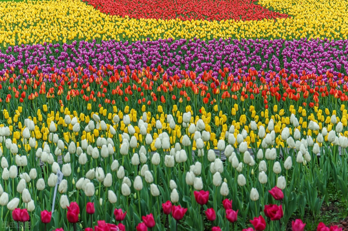 郁金香花语哲理句,郁金香花语文案短句干净治愈