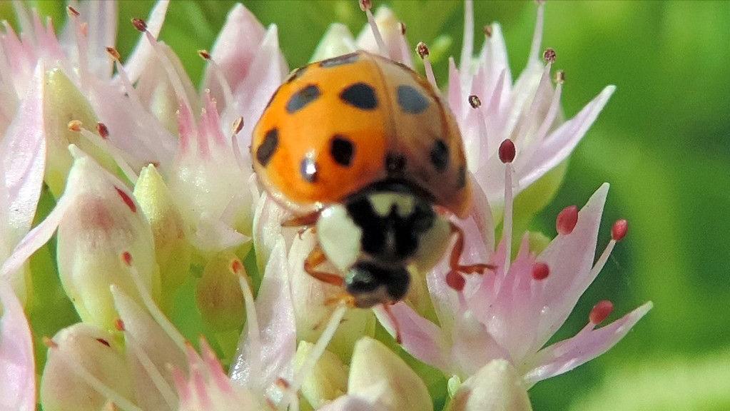 超大只的七星瓢虫是害虫吗,七星瓢虫是捕食害虫吗