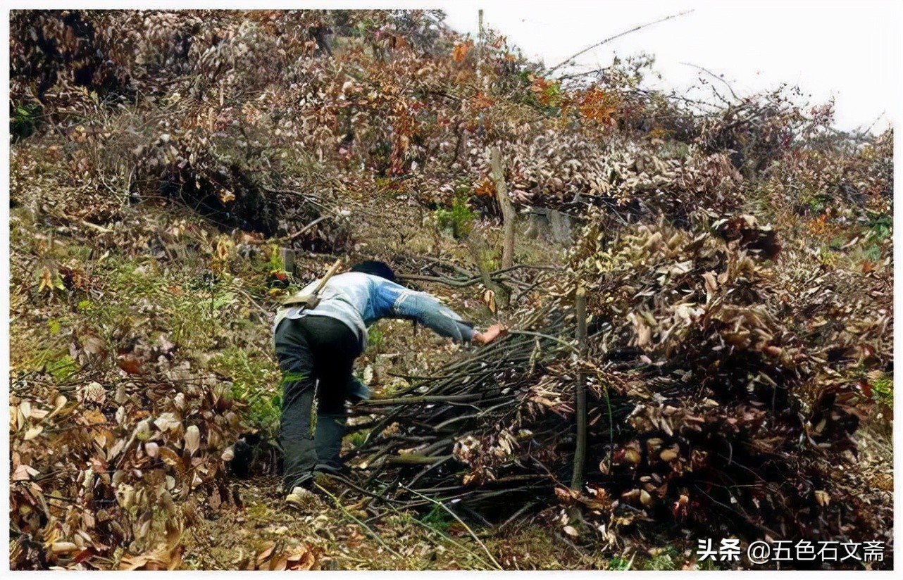 割柴总是这样，饱的时候赶路，饿的时候也得负重前行