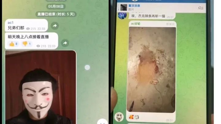 直播收费、售卖视频……揭秘互联网虐猫产业链