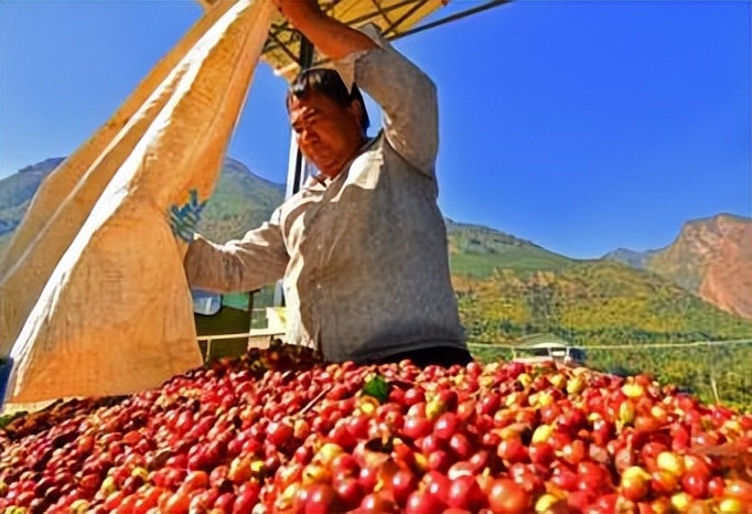 云南小粒咖啡豆哪个牌子好,云南小粒速溶咖啡哪个牌子好