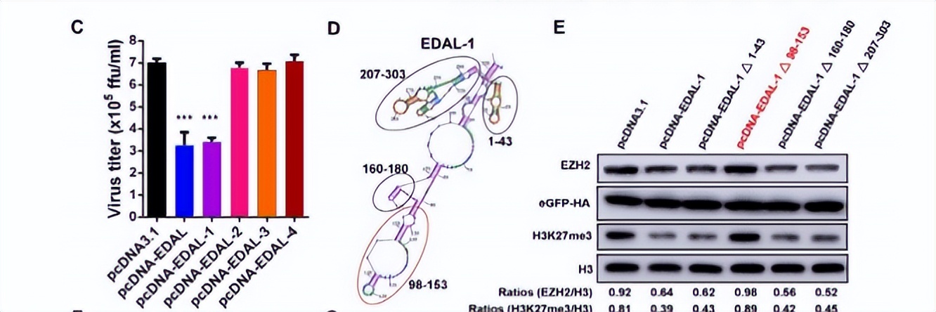 毛滴虫性妇科炎症甲硝唑,治毛滴虫用甲硝唑好还是替硝唑好