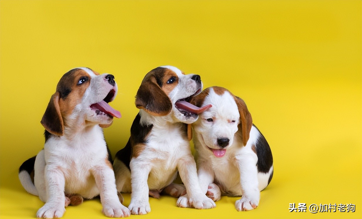 带宠物去澳洲需要什么手续,带宠物出国旅游需要办理哪些手续