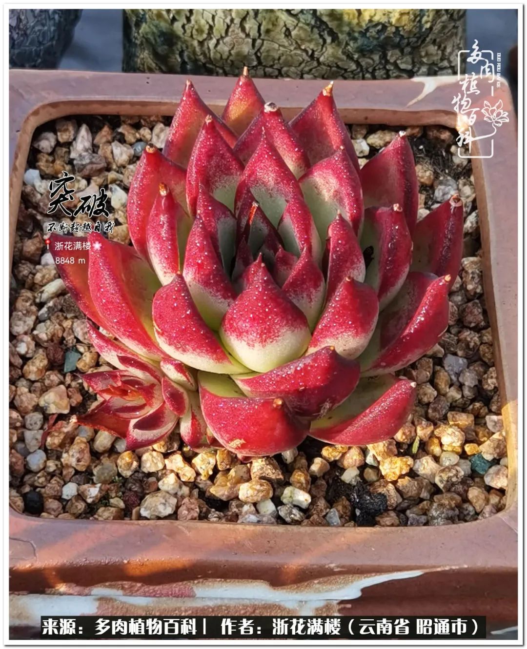 奔跑吧跑步,奔跑吧多肉盆栽