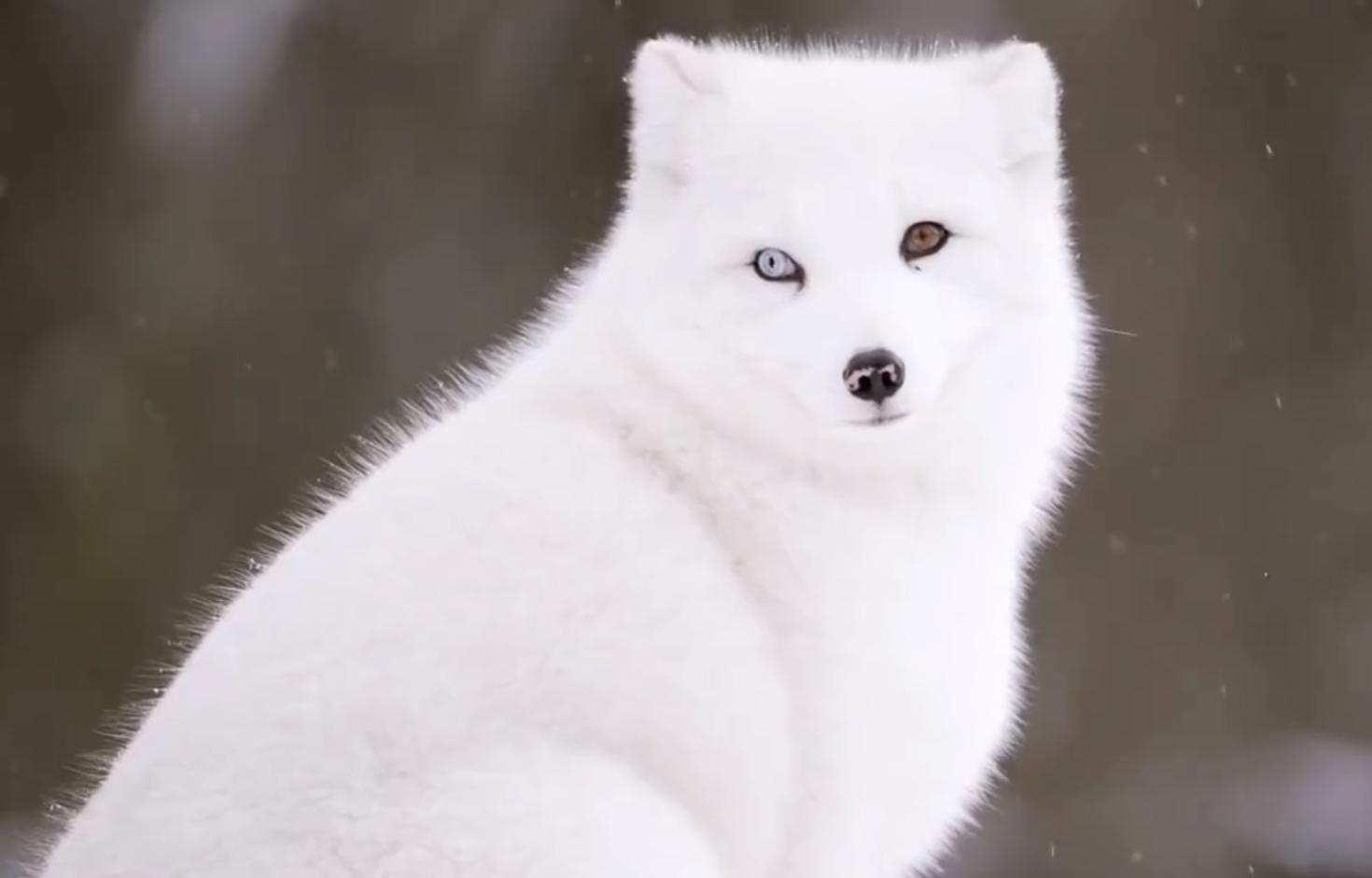 野外发现罕见的白狐,南京市民在路边捡到北极狐