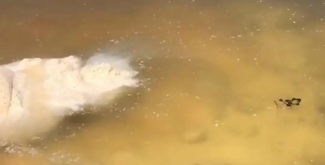 牛蛙蝌蚪养多久能变态成小蛙,蝌蚪红肚怎么解决