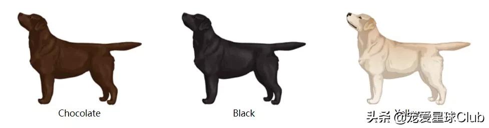 拉布拉多照片和资料,详细讲解拉布拉多的故事