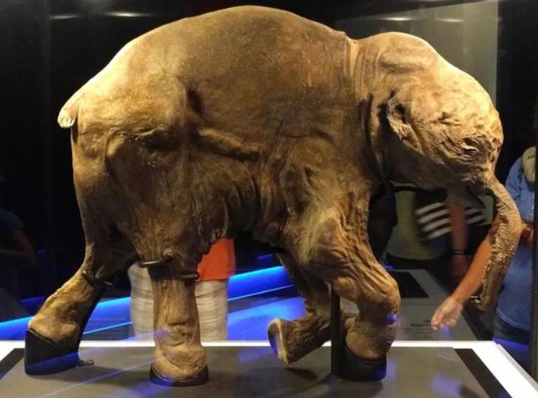 猛犸象为何在1670年就灭亡了,猛犸象加拿大