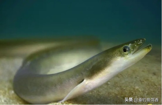 渔民捕捞2000公斤黄鱼卖957万,渔民获2.75公斤野生黄鱼