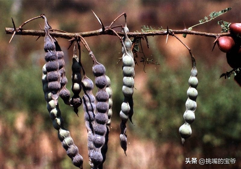 建国首日就与我国建交的非洲穷国，8种罕见水果，你见过几种