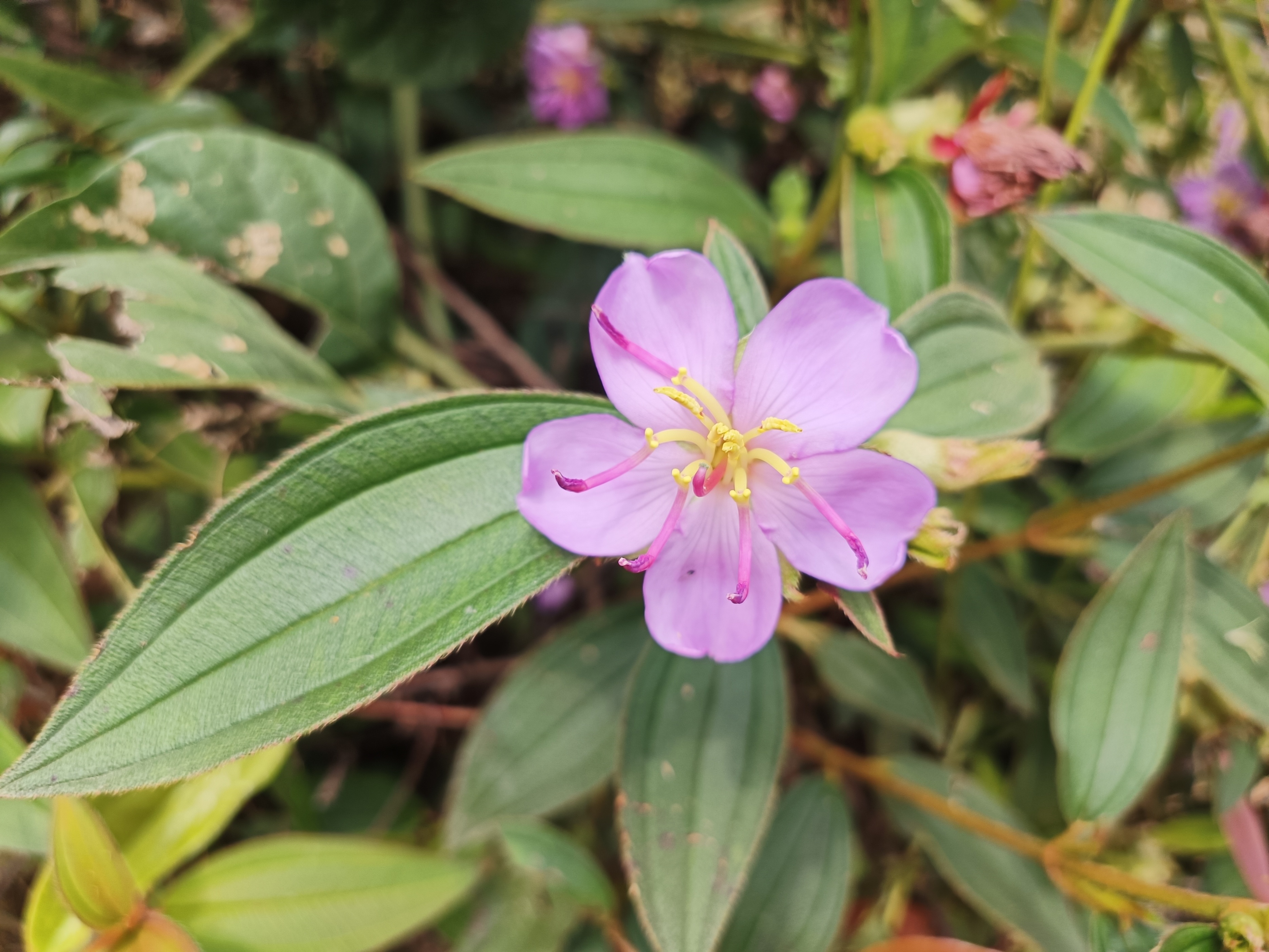 石老虎下山豹牙郎出没一片红