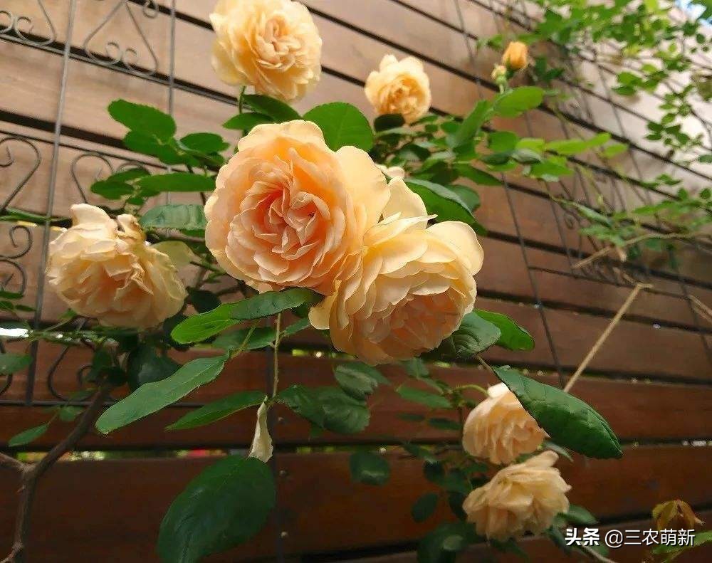 带你认识十种月季,介绍各种月季花的特点