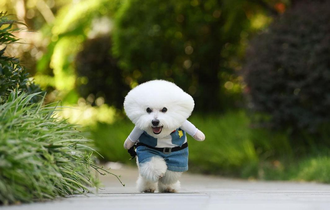 比熊犬的各种动作表示什么,比熊犬的优缺点及性格特点是什么