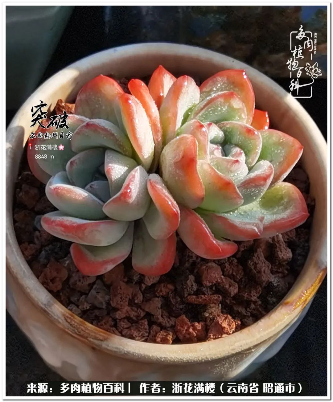 奔跑吧跑步,奔跑吧多肉盆栽