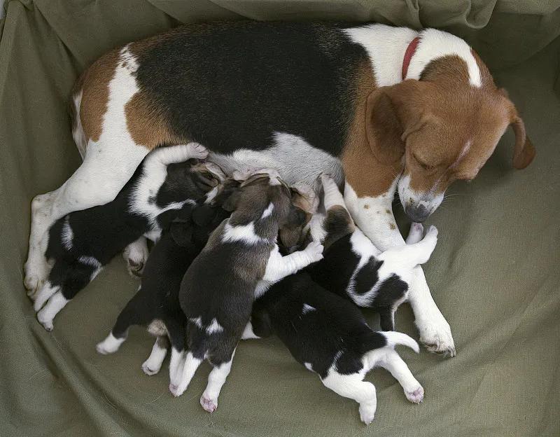 幼犬狗狗应该吃什么狗粮,狗狗一般吃什么狗粮经济又实惠