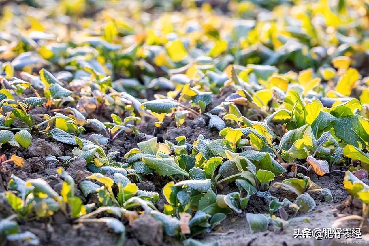 今日农历九月初一,九月初一有“三怕”,分别指什么?看完明白了
