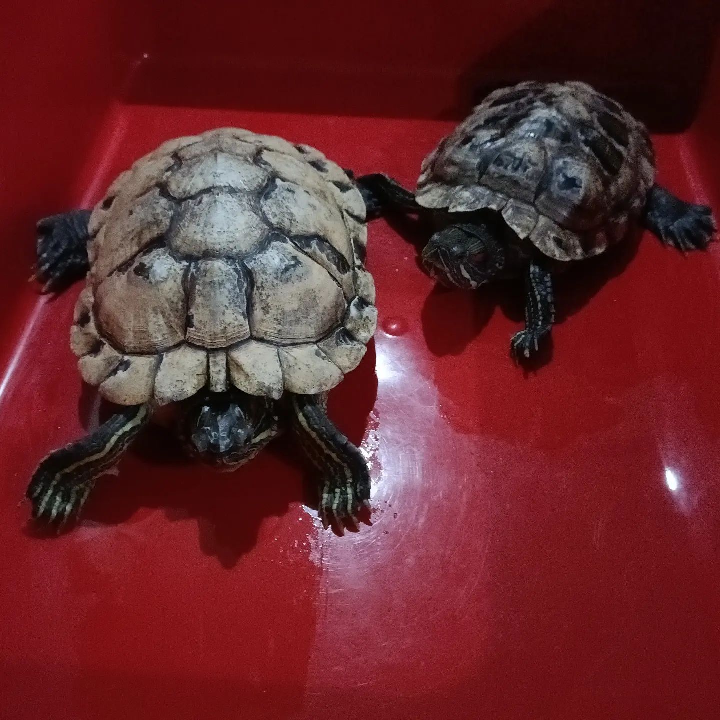 天冷了巴西龟怎么养,小巴西龟冬天怎么养