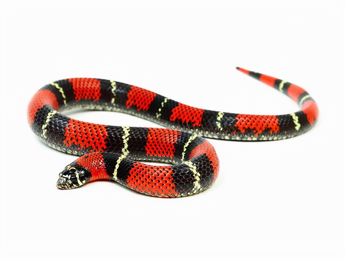 神奇的动物蛇的视频大全,神奇的动物蛇