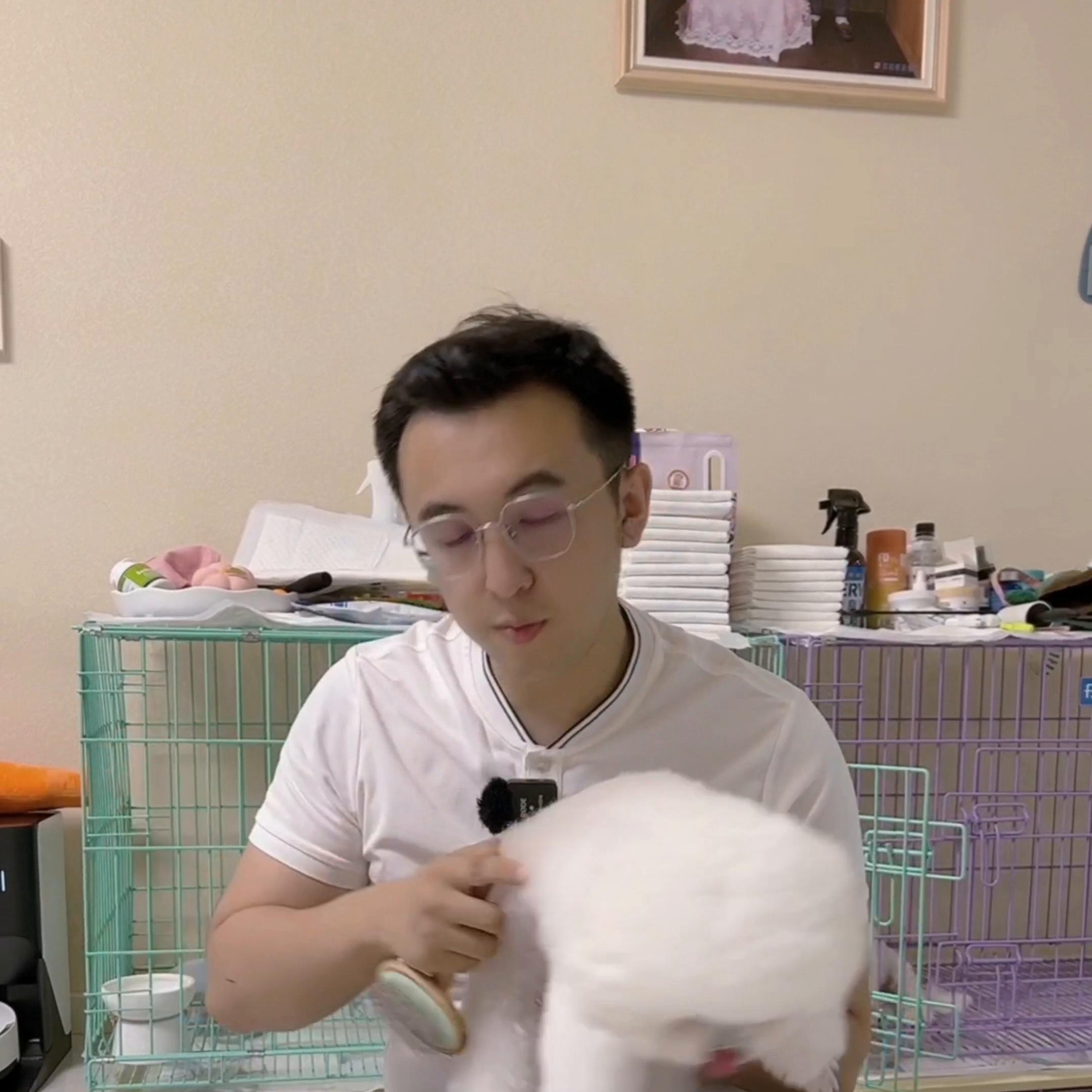 怎样让比熊毛发不打结,比熊毛发打结必须剃光吗