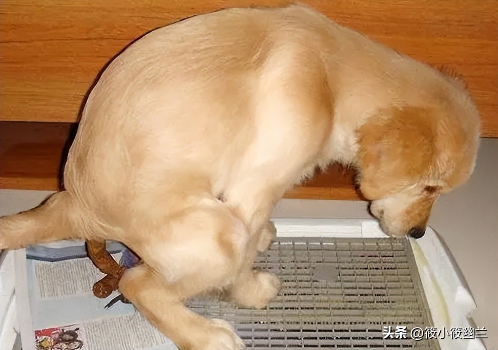 狗狗出了笼子就随地大小便,狗狗经常在屋里撒尿咋办