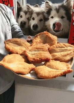 挑选好狗的几大诀窍,挑狗的方法和技巧冷知识