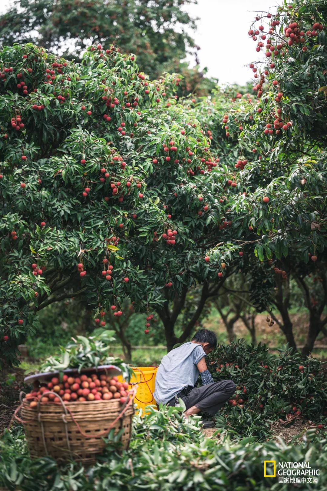 中国国家地理茂名,国家地理中文网推荐