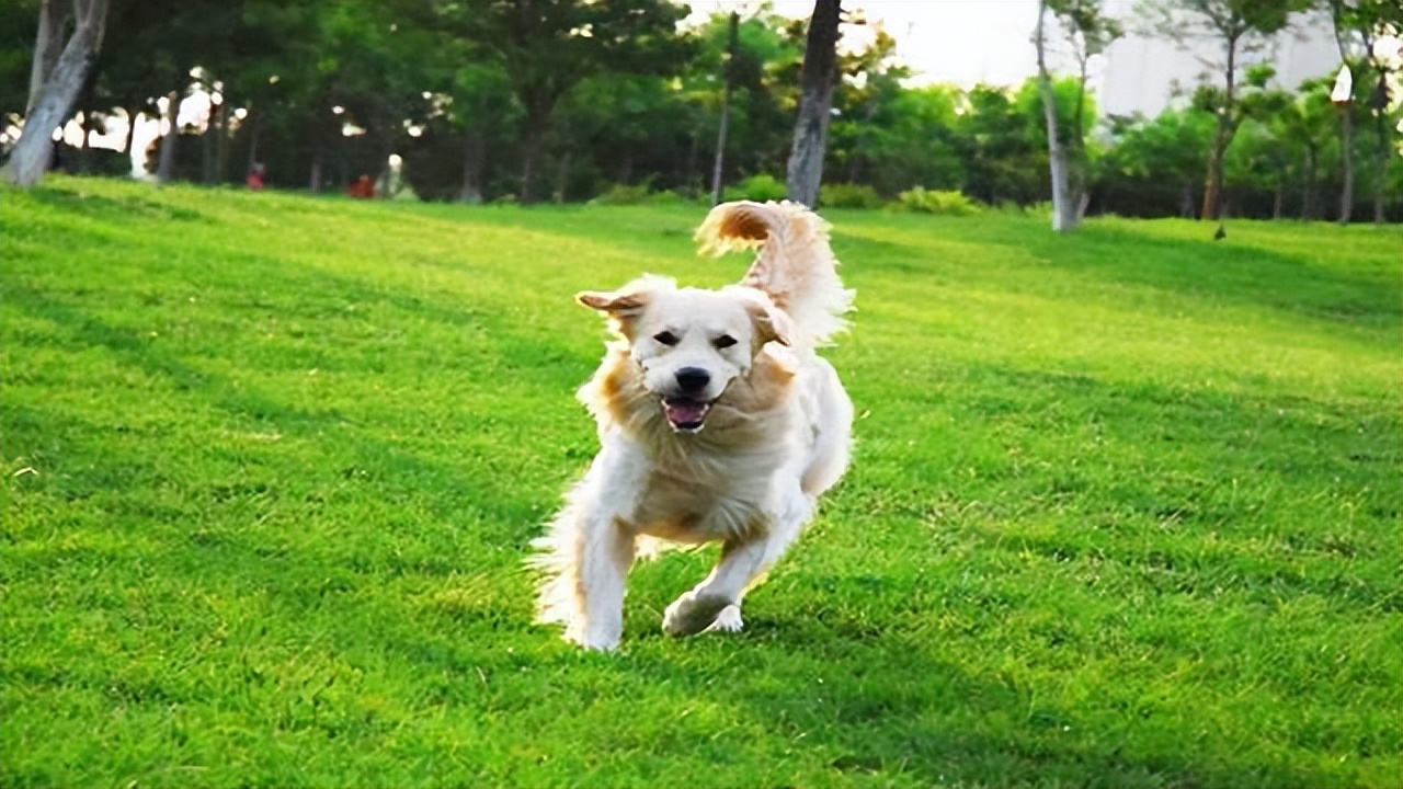 原来狗狗绝育有这么多好处,一大半你都不知道