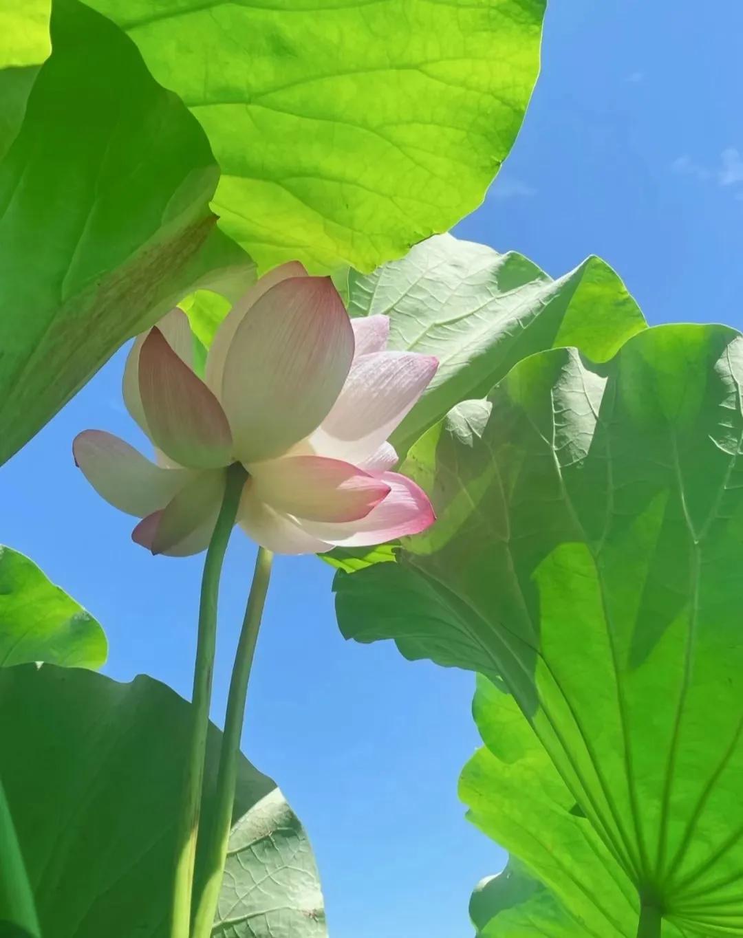 𝐒𝐡𝐚𝐫𝐞▪朋友圈背景图之荷花荷叶蓝天白云