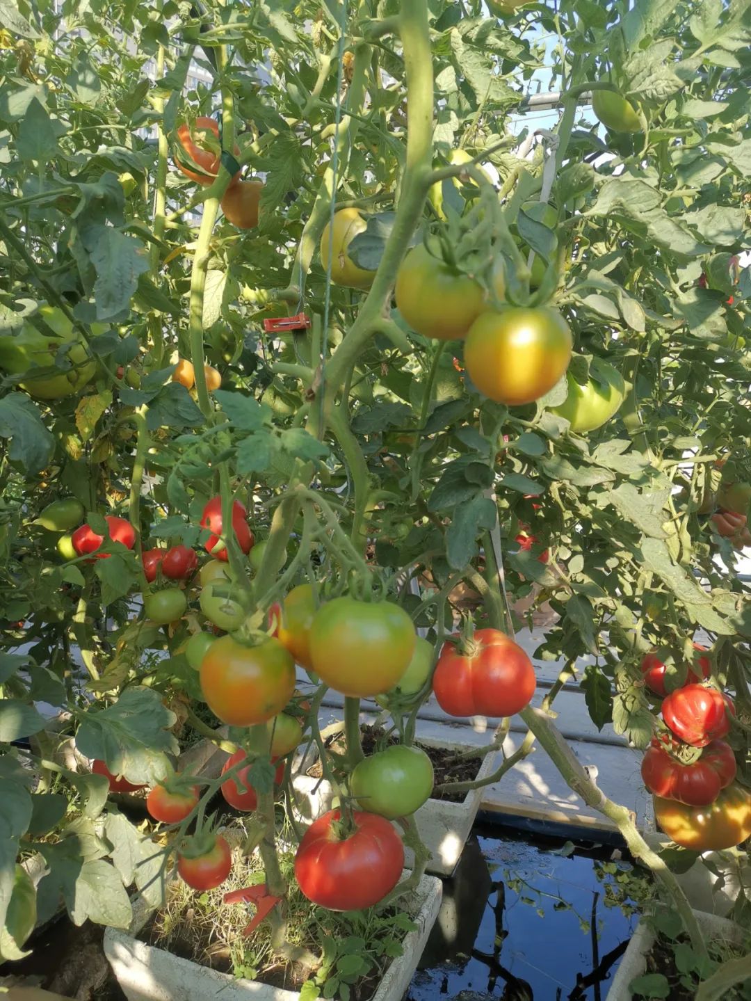 西红柿最近新消息,西红柿皮特别硬咋回事