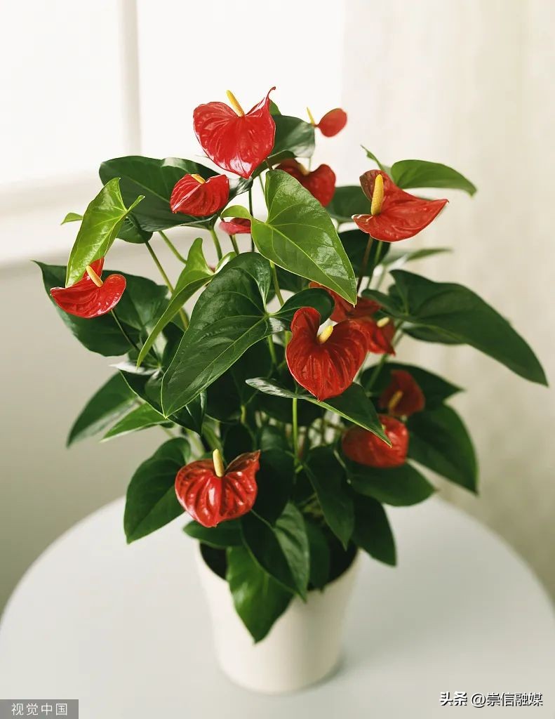 养的植物半死不活,十大养不死的植物排名