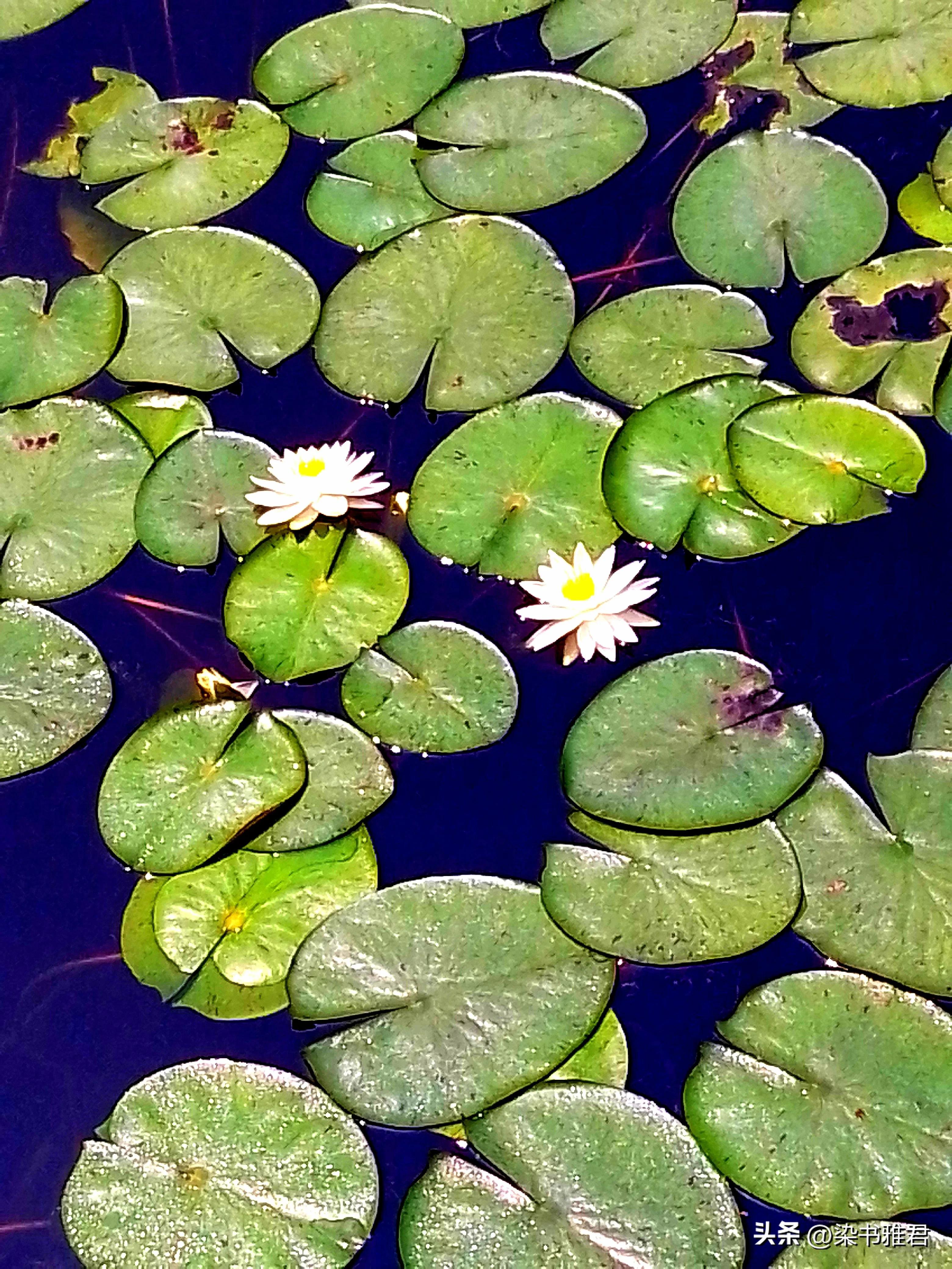 游太仓南园游览图,江南名园太仓南园