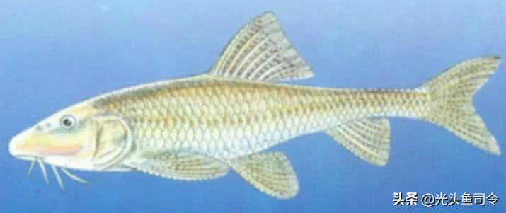 钓鱼钓到保护鱼种放了违法吗,钓鱼犯法的鱼类有哪些种类