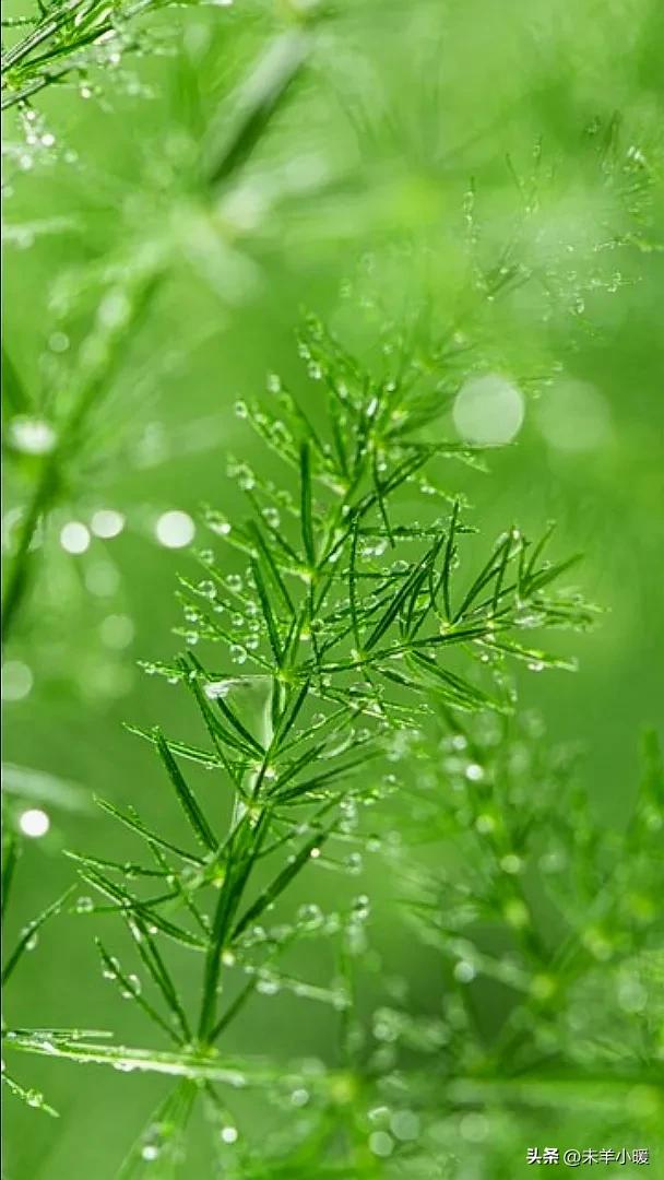 最美的手机壁纸大全,养眼养心的壁纸