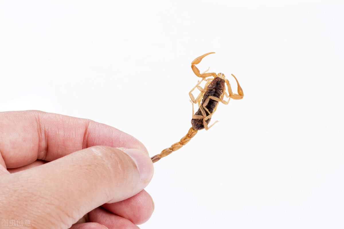 盘点目前地球存在的10种不死生物,地球上十大杀不死的生物