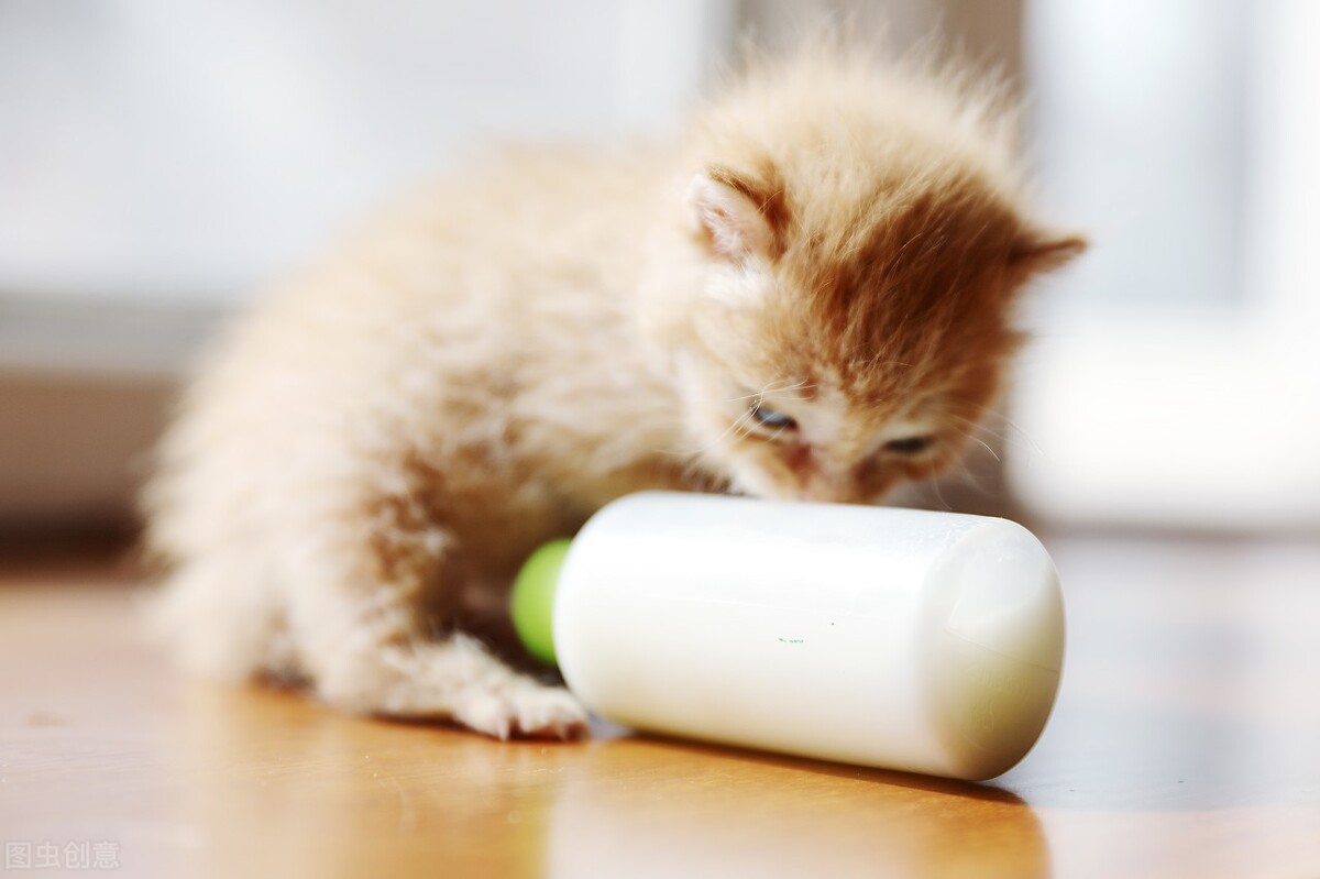 两个月猫咪拉稀吃什么益生菌,猫咪拉稀还发出噗噗的声音