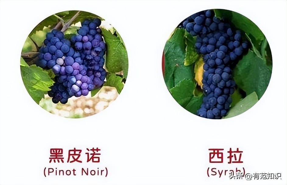 酿造葡萄酒的基本步骤,如何酿造香气扑鼻葡萄酒