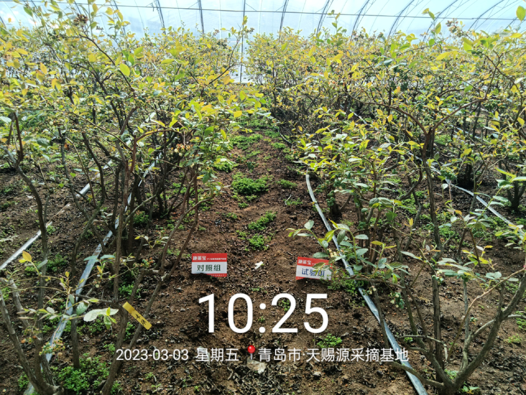 蓝莓大果哪个品种早熟,蓝莓大果新品种