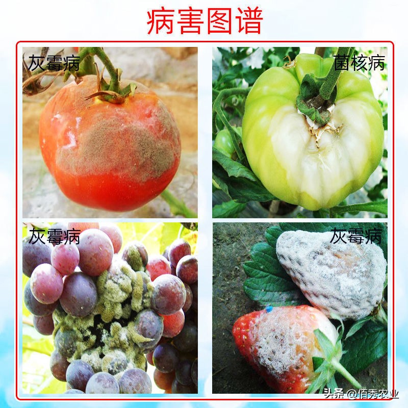 土壤中的病虫害可以用灭害灵,土传病害克星秘方