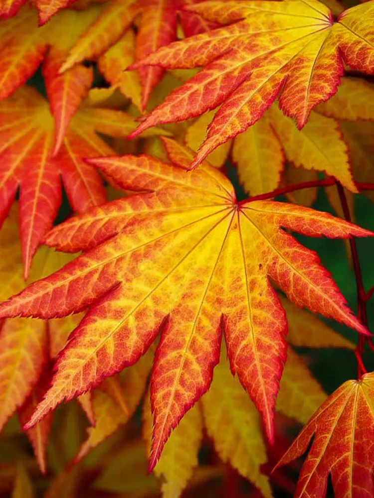 「秋天必看」枫树图鉴22年版——鸡爪枫及日本枫篇