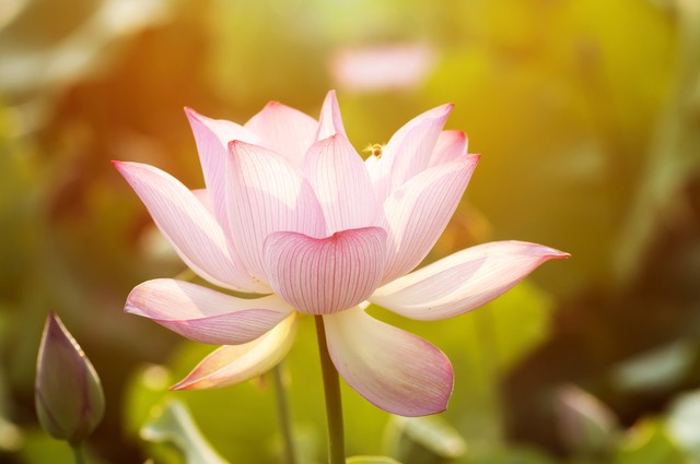 就算生活百般刁难也要从容对待,生活百般刁难却要从容应对