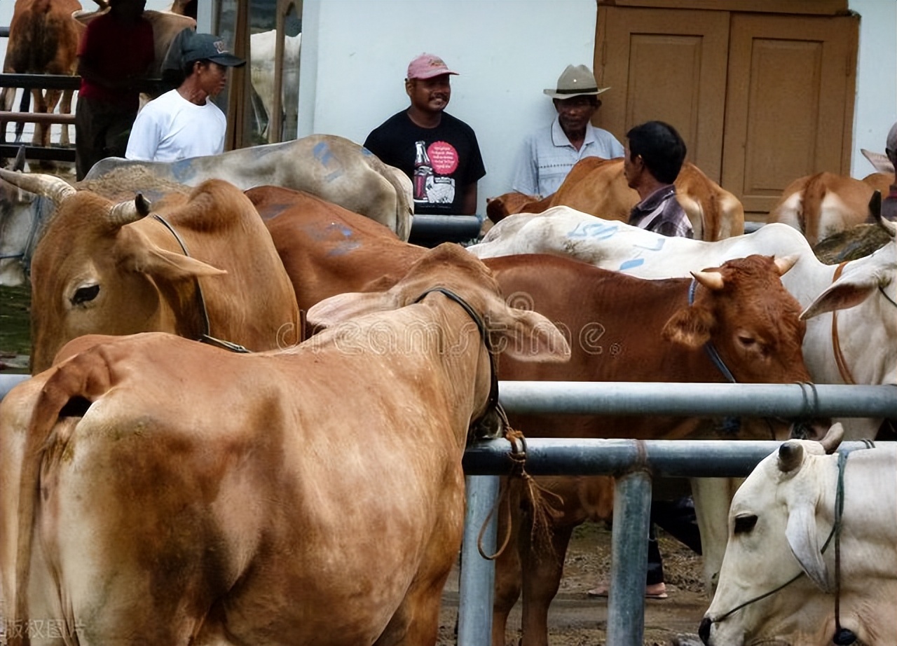 牛肉供大于求,2024年牛肉供需缺口