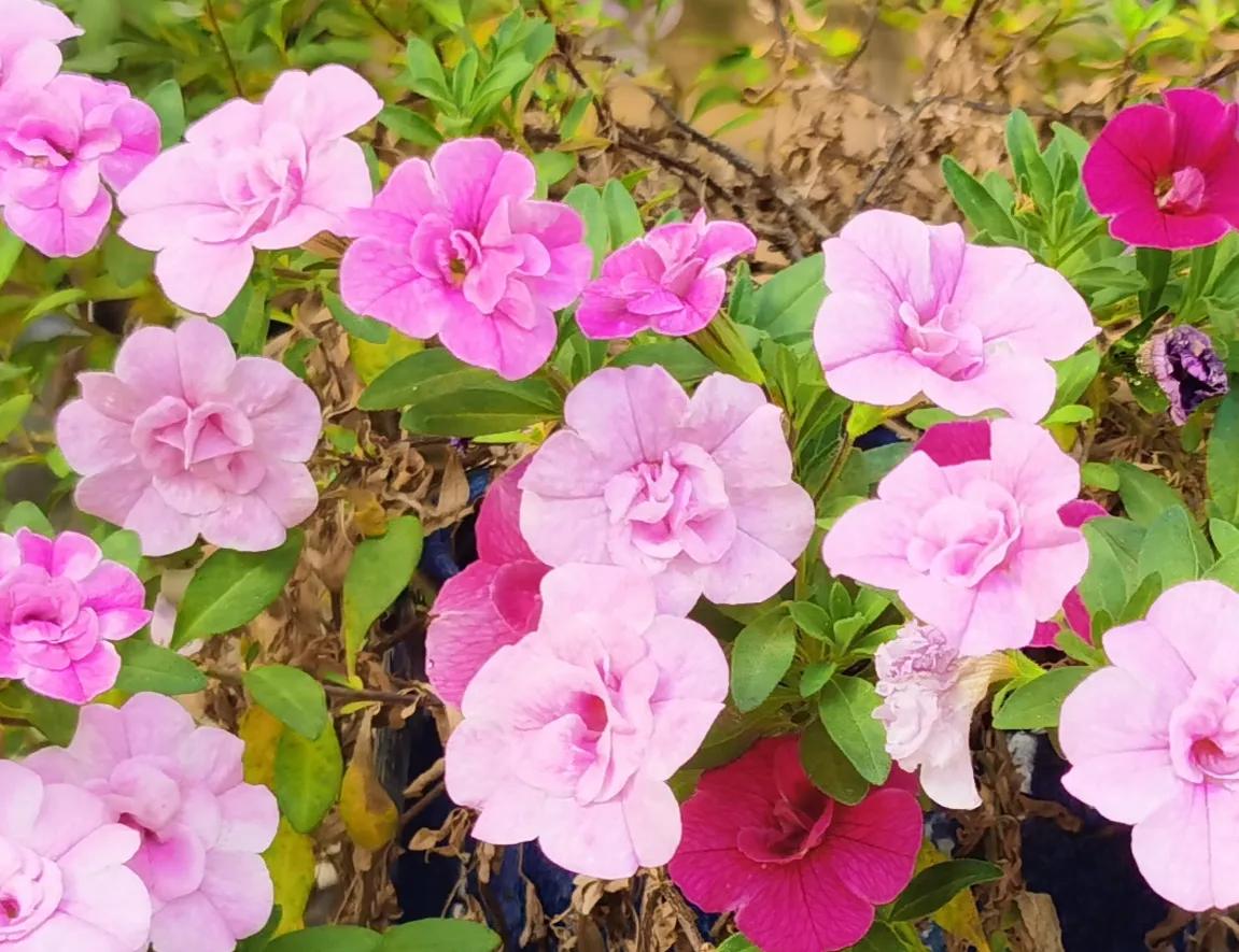 春天十种最美的花名字,花名带冬的有什么花