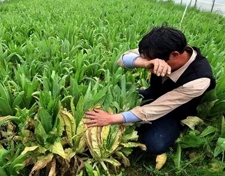 农产品新形势怎么走,农产品产业模式