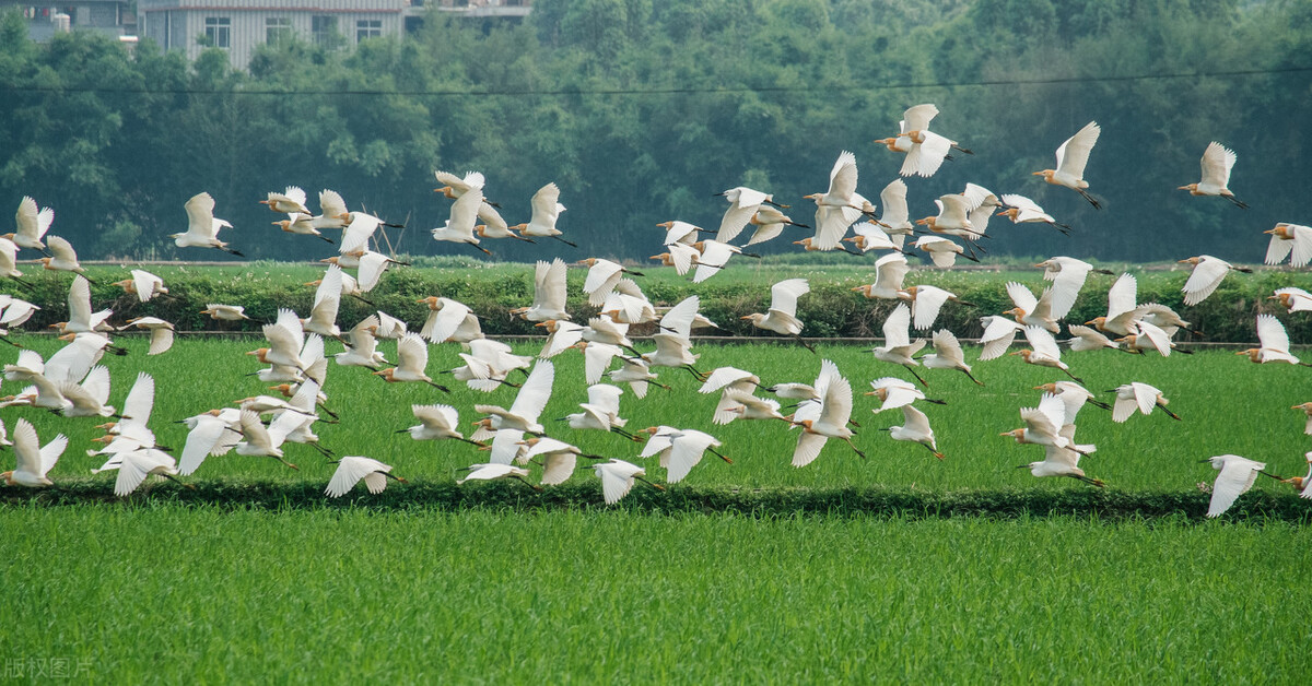 田园风景诗词大全100首,田园风光诗词大全100首