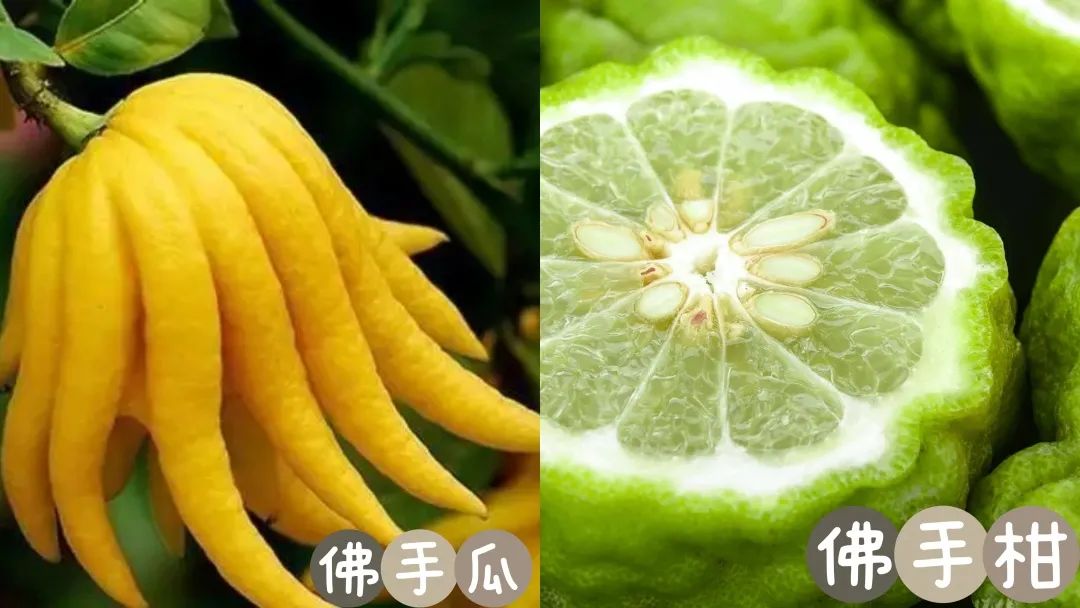 佛手瓜和佛手柑,佛手是佛手柑还是佛手瓜