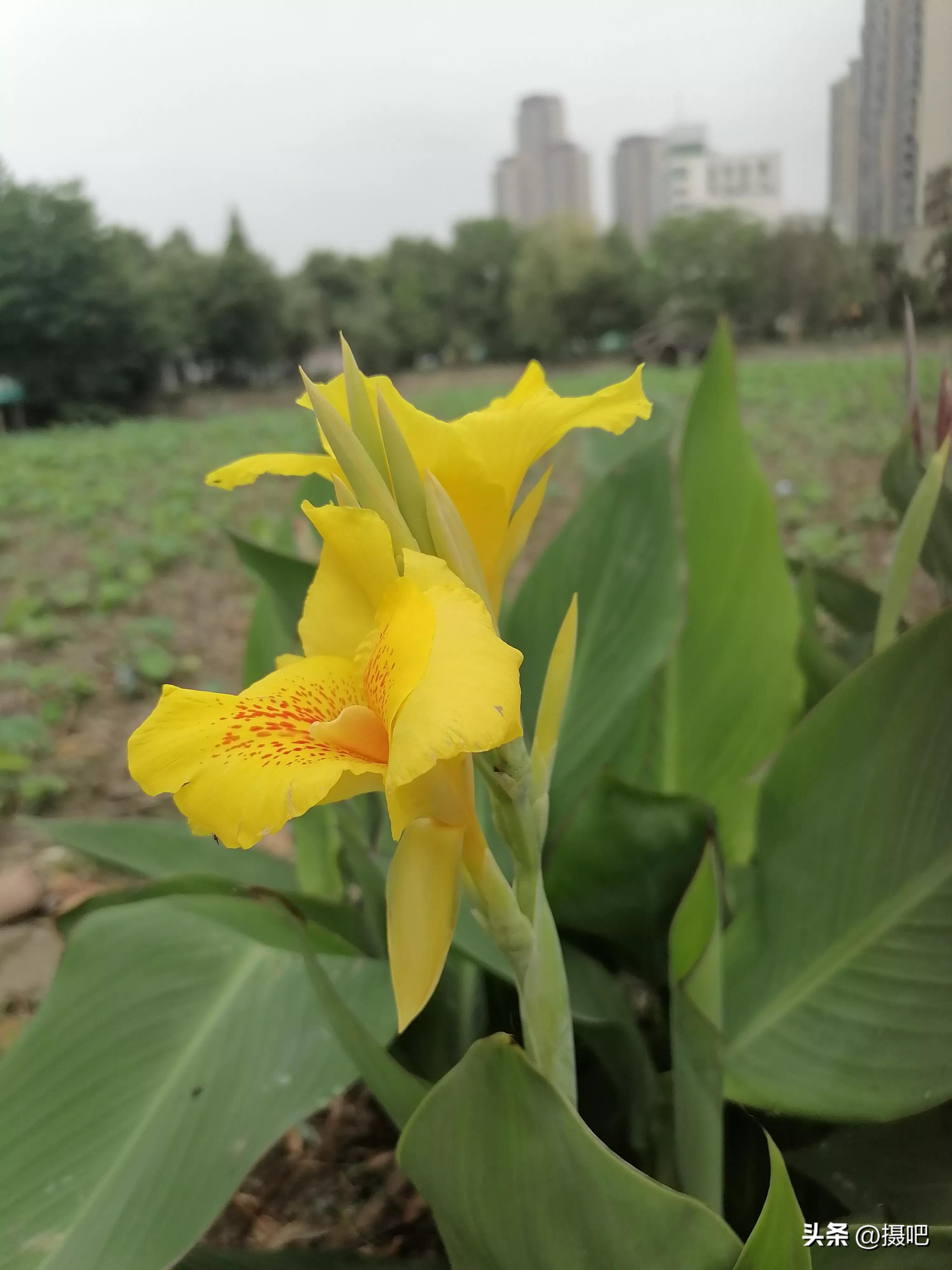 特大新鲜粽叶,大粽叶长在什么地方