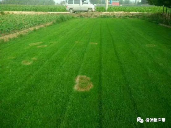 草坪通常要进行哪些养护管理项目,草坪要打理吗