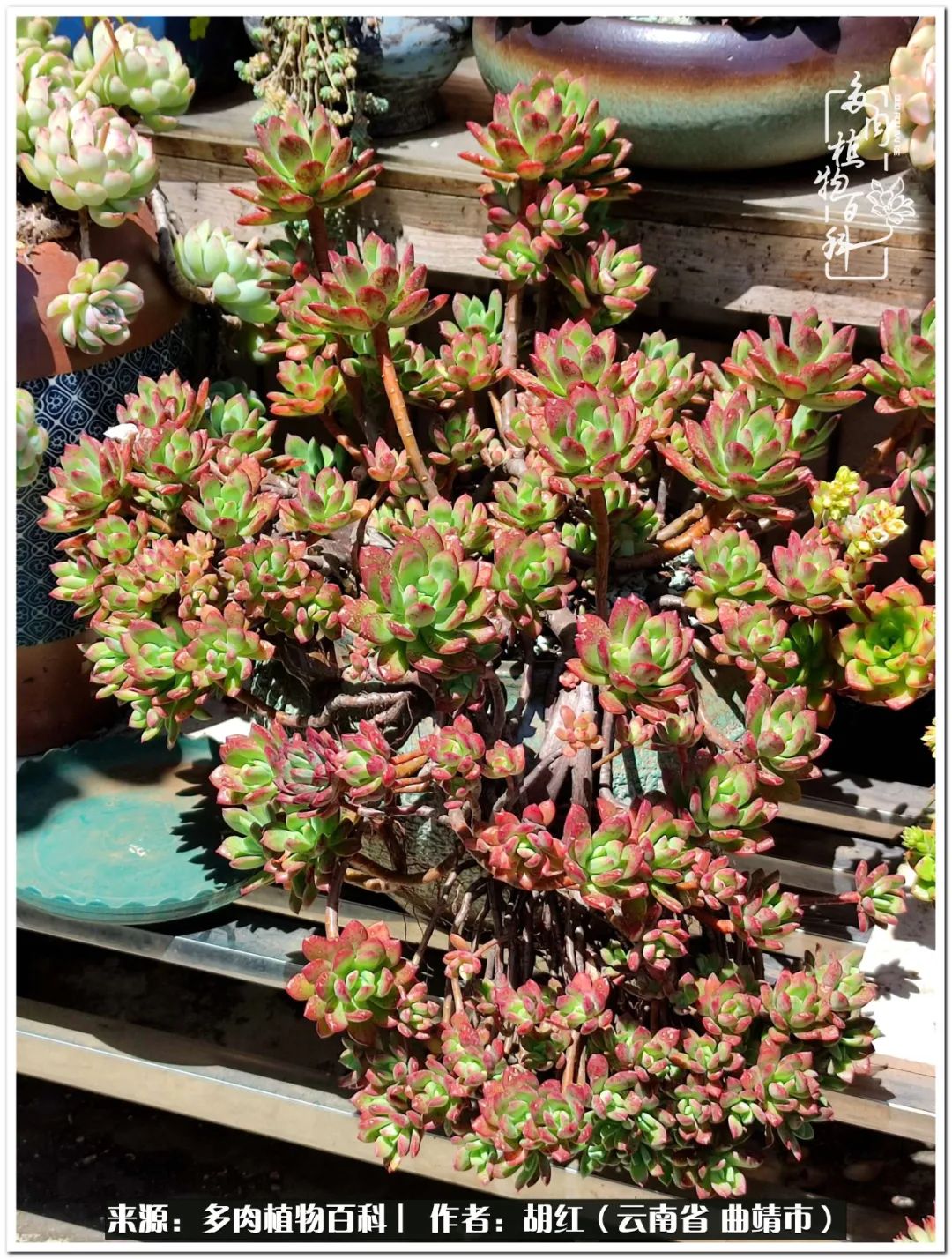 多肉植物里的糖,多肉生活的调味剂