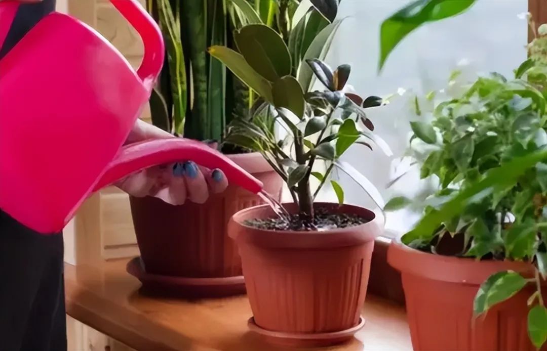 封闭阳台怎么养花技巧视频,封闭阳台养花技巧和方法