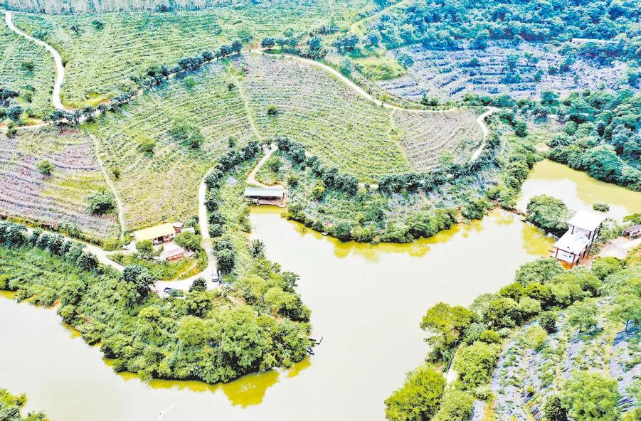 云浮南药产业品种,广东南药十大名药